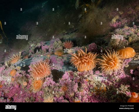 Cold Water Anemones On A Coral Reef In Arctic Svalbard Stock Photo Alamy
