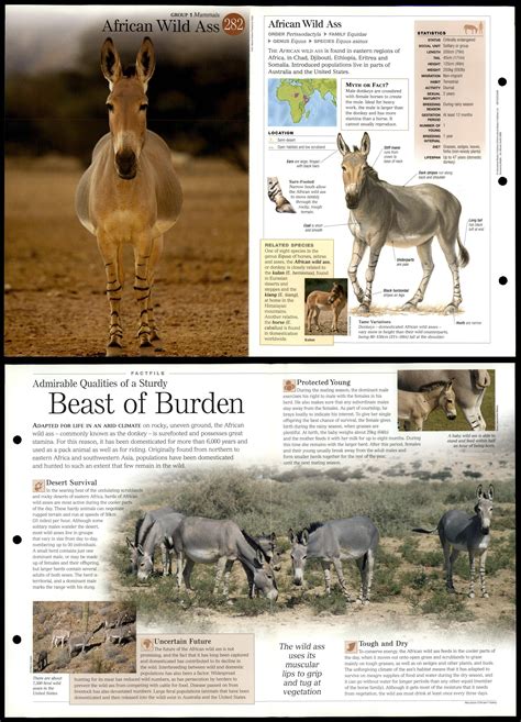 African Wild Ass 282 Mammals Discovering Wildlife Fact