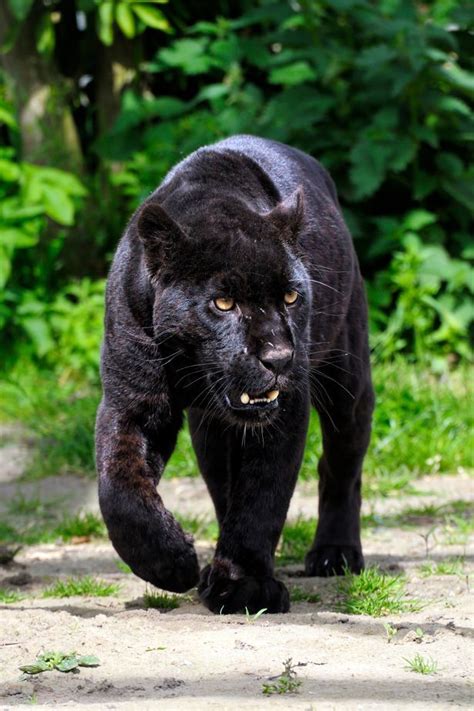 Massive Black Cat Seen Prowling In Field As Fears Grow Of Puma On