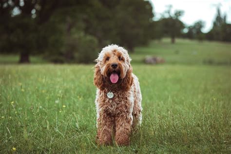 How Much Does It Cost To Have A Cockapoo