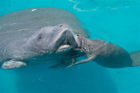 A Pregnant Manatee Rescued By Seaworlds Animal Team In June Has Given