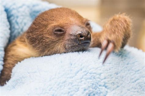 Baby Sloth Pittsburgh Pittsburgh City Paper