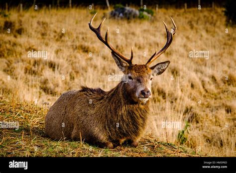 Red Deer Stag In Glen Etive Highlands Of Scotland In Winter Stock