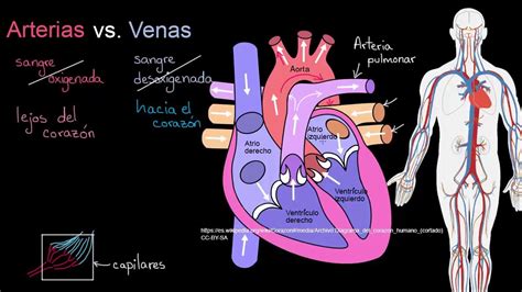 Anatomia Del Corazon Humano En Spanish