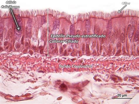 Atlas Cel Microscopia Biologia Celular Embriologia Histologia E