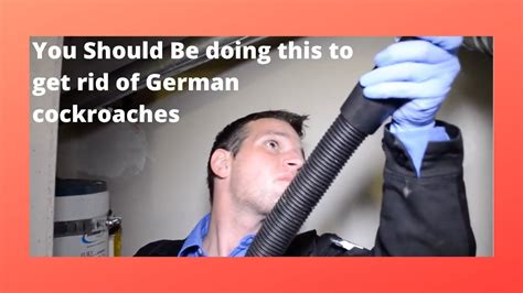 It is a light to medium brown in color and has two short lengthwise. How To Get Rid of German Cockroaches Using Non-chemical Methods - YouTube