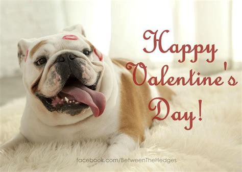Bulldog Valentine Bulldog Obsessed Pinterest English Bulldogs