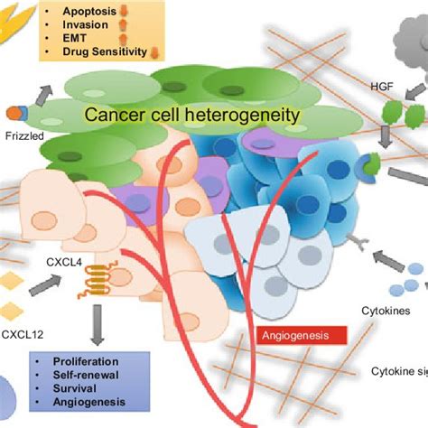 The Resistance Mechanisms In Cancer Cells With The Role Of Ptms Are