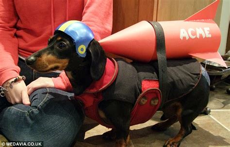 Crusoe The Dachshund Becomes Internet Celebrity With His Wacky Outfits