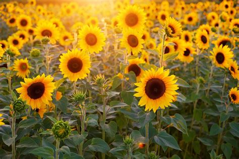 Why sunflowers face east