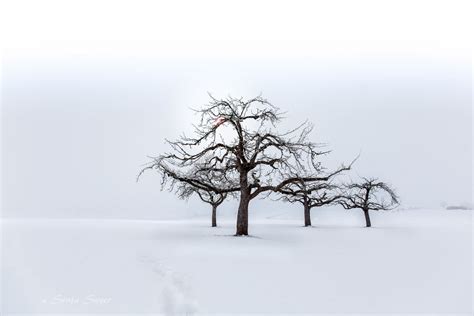 Bare Winter Trees Hd Wallpaper Background Image 2048x1365 Id