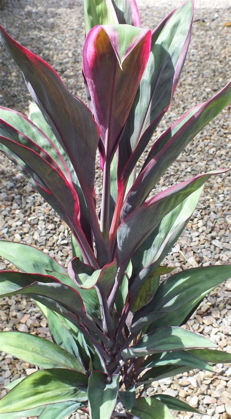 Cordyline Purple Prince Deep Purple Foliage With Pale Pink Flowers New