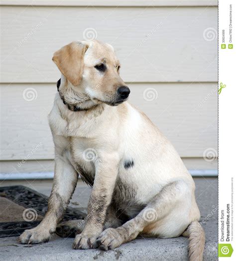 Dirty Puppy Wants To Come In Stock Image Image Of