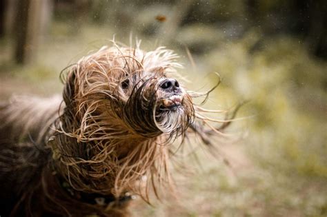 Skunked What To Do When Your Dog Stinks﻿ Oakhurst Veterinary
