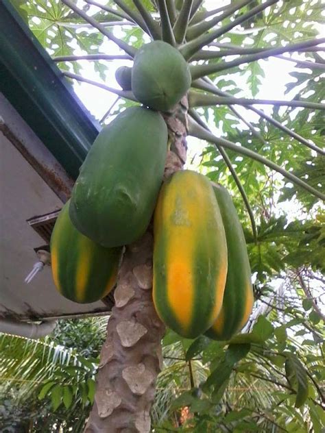 No need to register, buy now! pepay's foodies and travels: Papaya, Malunggay Leaves and ...