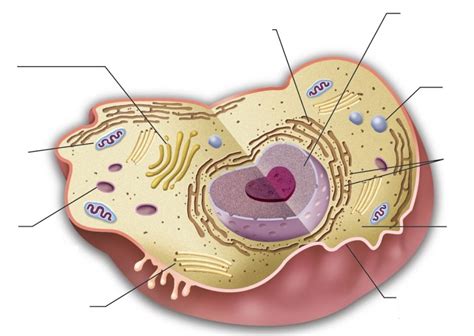 Improve your science knowledge with free questions in animal cell diagrams: Animal cell labels