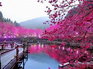 Pink, Color, Lake, Trees, Bridge, Hd, Wallpaper, 000213