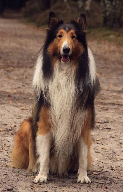 Not My Collie But This Guy Is Perfect Rough Collie Collie Breeds