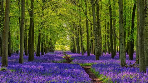 Landscape Forest Nature Bluebells Uk Purple Flowers England Path