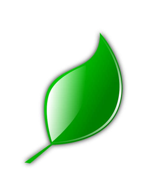 Leaf Green Free Vector Graphic On Pixabay