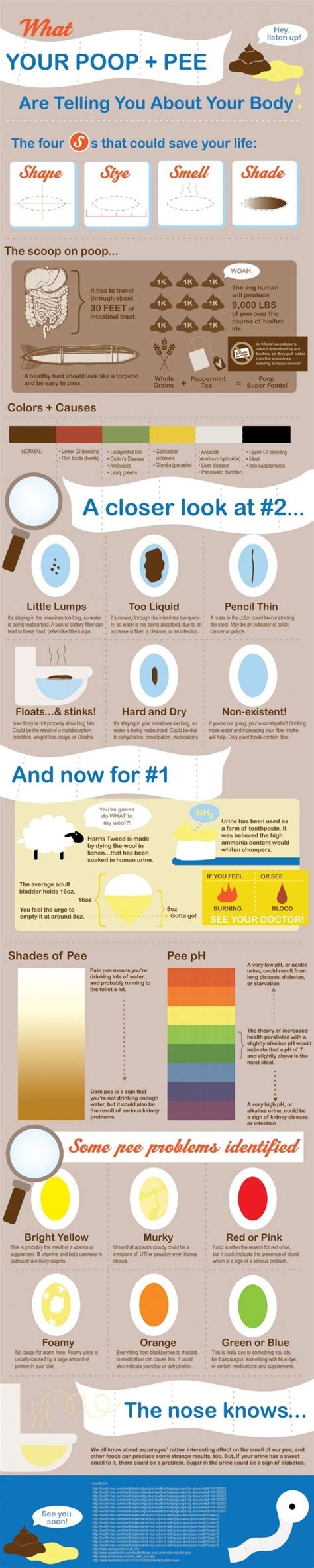 What Can We Learn From Our Bowel Movements Infographic Synchro
