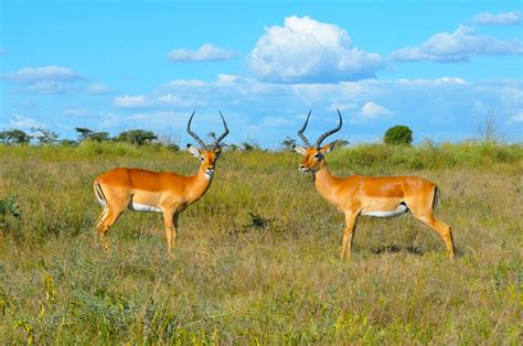 The Best Serengeti National Park Tour | Trip Ways
