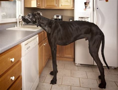 Worlds Tallest Dog Zeus 7ft 4in Standing On Hind Legs El Perro Más