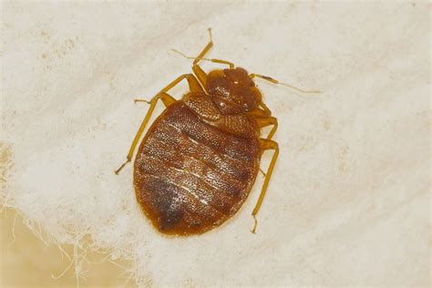 Bed Bug Facts You Probably Didnt Want To Know A1 Exterminators