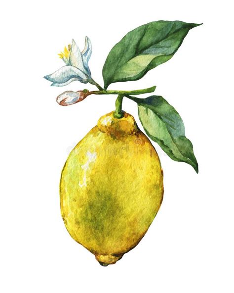 Lemon Watercolor Watercolor Fruit Watercolor Paintings Botanical