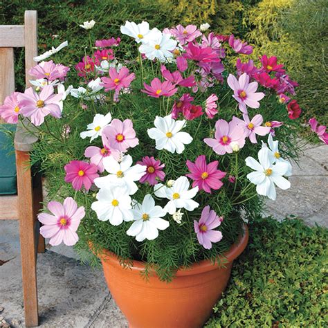 Cosmos Sonata Mixed Flower Plants From Dt Brown Seeds