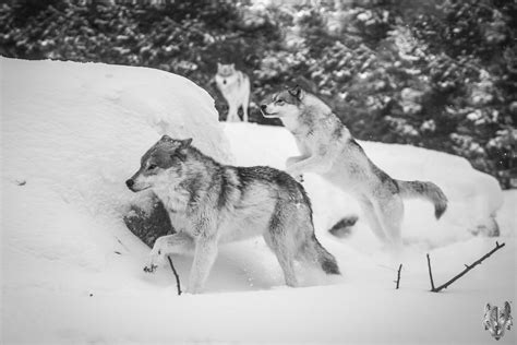Wolves Playing Gray Wolf Canis Lupus Apex Predator Winter Flickr