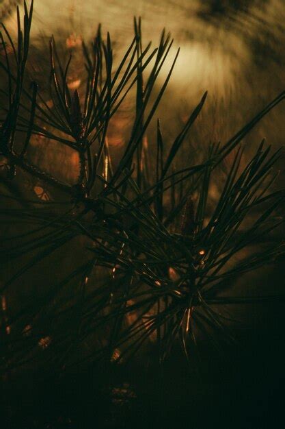 Premium Photo A Pine Tree In The Dark