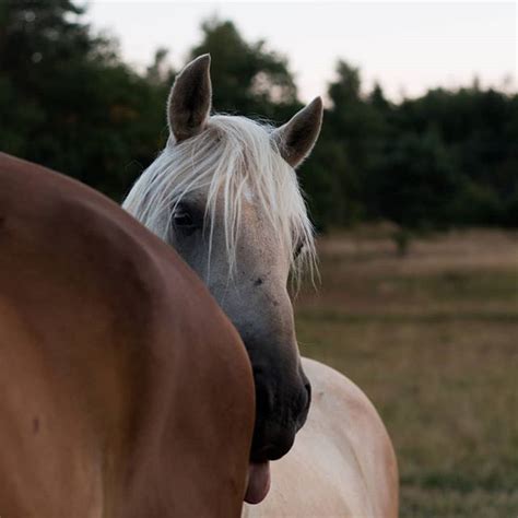 I Sold My Saddle A While Back And Now Got A New One But I Have