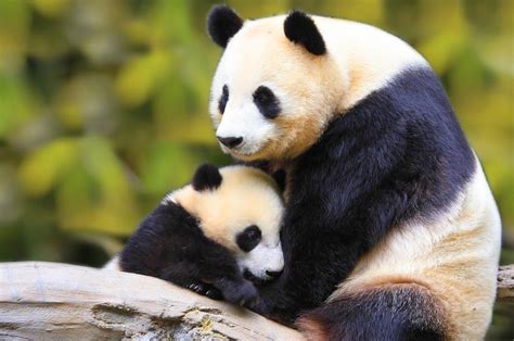 Descargar 1600x1062 Naturaleza Animal Aves Bebé Bosque Panda National