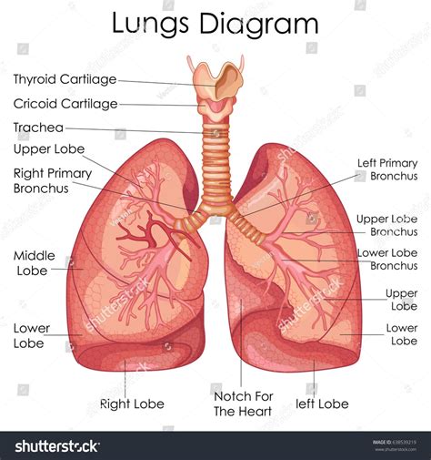 Respiratory System Diagram Alveoli