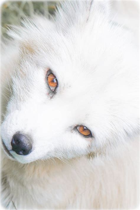 Animal Life On Twitter Arctic Fox Albinoanimal