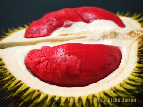 Red Durian Tempoyak A Traditional Dish From Sabah Recipe Included Kota Kinabatangan Year