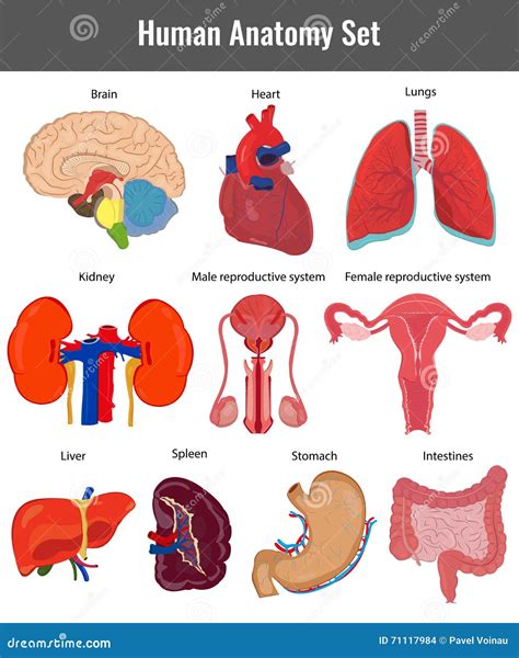Sistema Humano De La Anatomía Vector Detallado De Los órganos Humanos