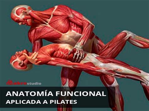 AnatomÍa Funcionalpdf