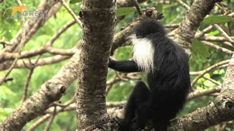 Meet The Worlds First Hand Reared Angolan Black And White Colobus