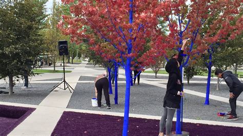Art Installation Turns Mississauga Trees Blue Citynews Toronto