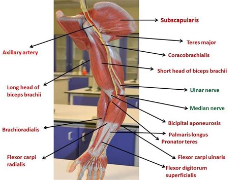 Fig Upper Limb Anterior View Axillary Nerve Ulnar Nerve Biceps Hot