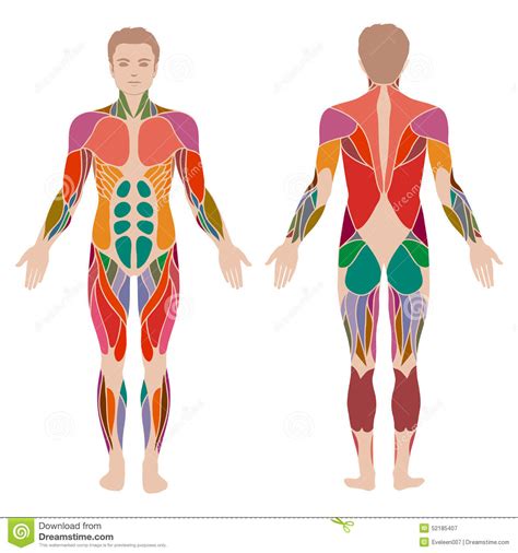 Muscle Man Anatomy Stock Vector Image 52185407