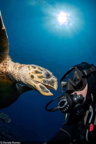 Full Results Un World Oceans Day Photo Contest 2020