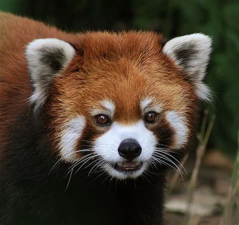 Pin By J Jones On Red Pandas Cute Wild Animals Scary