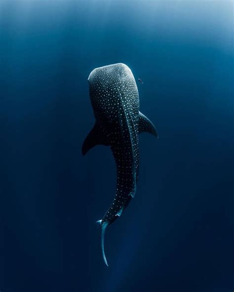 The Endangered Whale Shark Emerges From The Depths Of Ningaloo Reef If You Have Ever Wanted