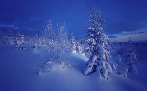 Download Wallpaper 1440x900 Winter Evening Snow Trees Norway Hd