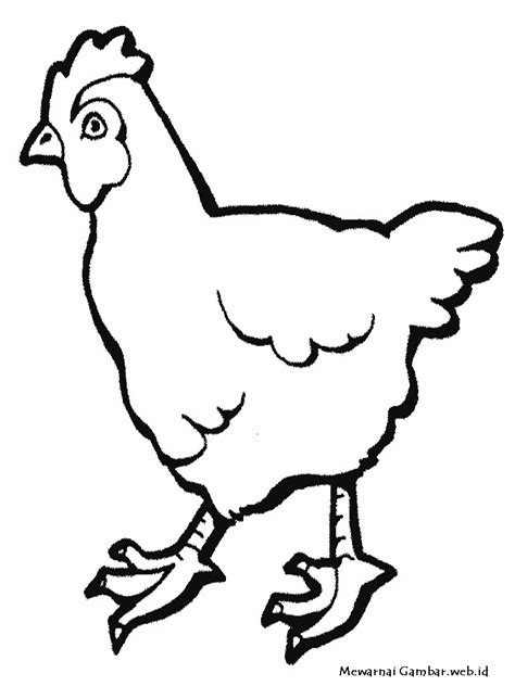 Sketsa Gambar Ayam