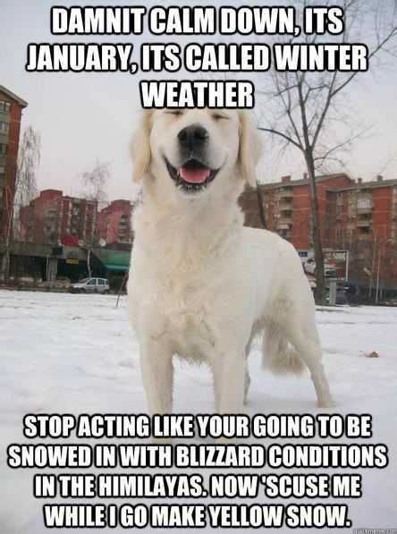 Snow Dog Meme Cold Weather Funny Cold Weather Memes