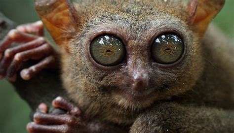 111 Best Tarsier Monkey Images On Pinterest
